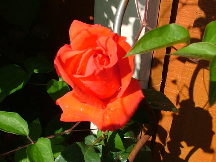 Abdul_s_pictures_016.jpg