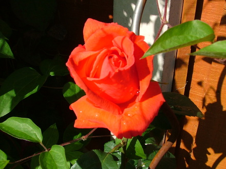 Abdul_s_pictures_015.jpg