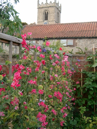 Sweet peas (lathyrus)