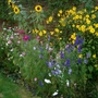 September_garden_2007_001