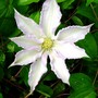 Clematis1