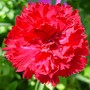Carnation1