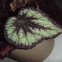 Rex Begonia #1