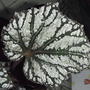 Rex Begonia #2