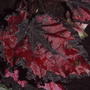 Rex Begonia #3