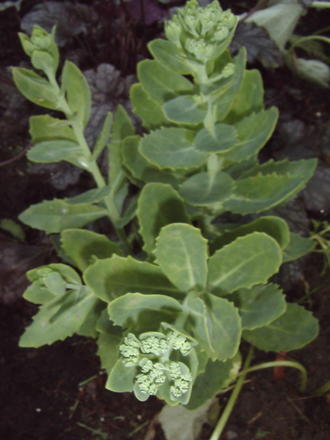 Stonecrop (Sedum 'Herbstfreude')