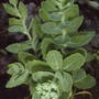 Stonecrop (Sedum 'Herbstfreude')