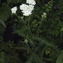 White Yarrow (Achillea millefolium)
