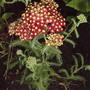 Red Yarrow (Achillea millifolium 'Paprika')