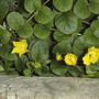 Creeping Jenny (Lysimachia nummularia (Creeping jenny))