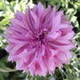 Cornflower