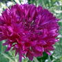 Another cornflower