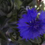 And another cornflower