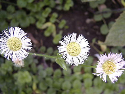 Wild asters (Aster novae-angliae (New England aster))