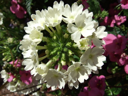 Verbena 'Aztec Pearl' (Verbena)