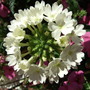 Verbena__aztec_pearl_