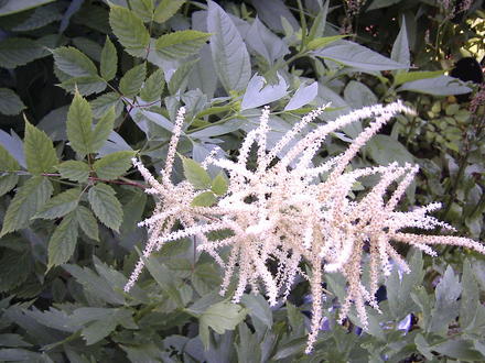 False Goatsbeard (Astilbe biternata)