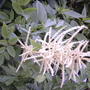 False Goatsbeard (Astilbe biternata)