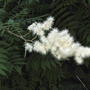 Goatsbeard (Aruncus dioicus)