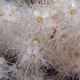 Bug's view... (Aruncus dioicus)