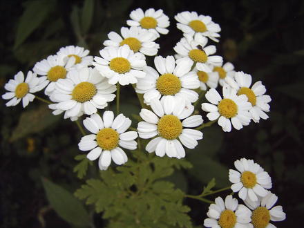 Feverfew flowers (Tanacetum parthenium)