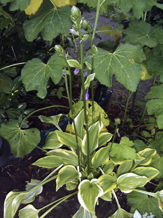 Hosta is flowering! (Hosta Aureomarginata)