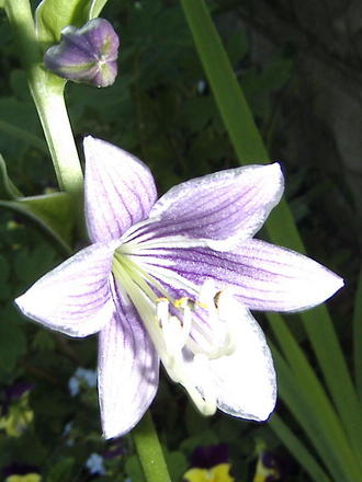 Hosta flower (Hosta Aureomarginata)