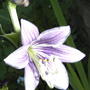 2008-07-01_003hosta_flower