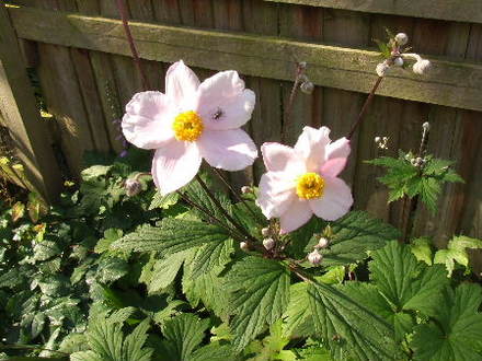 Anemone x hybrida pale pink form (Anemone x hybrida)