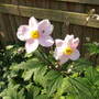 Anemonejaponica