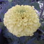 African marigold - yellow