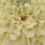 Mmmm... mellow yellow!