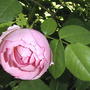Pink rose from shrub -David Austin, but tag with variety long gone so it is unknown (Rosa)
