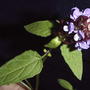 Prunella vulgaris (Common Self-heal) (Prunella vulgaris (Brunelle))