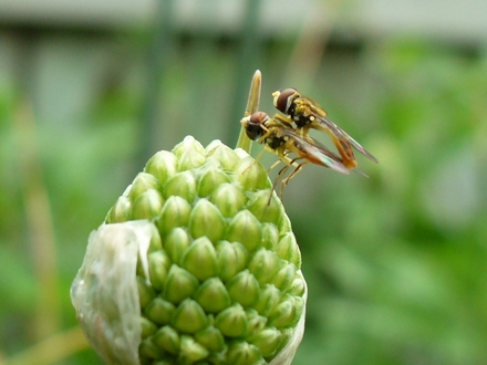 Allium
