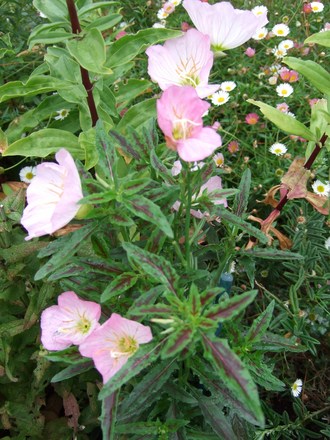 Evening Primrose (Oenothera)
