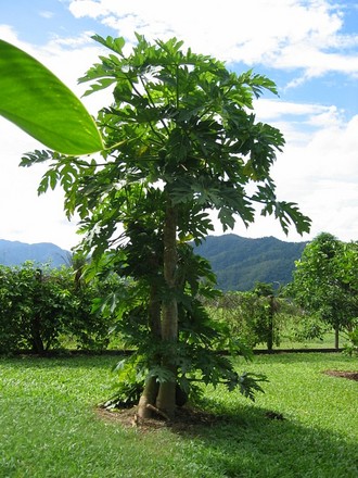 Carica papaya (Carica papaya)