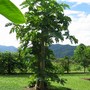 Carica papaya