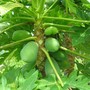 Carica_papaya