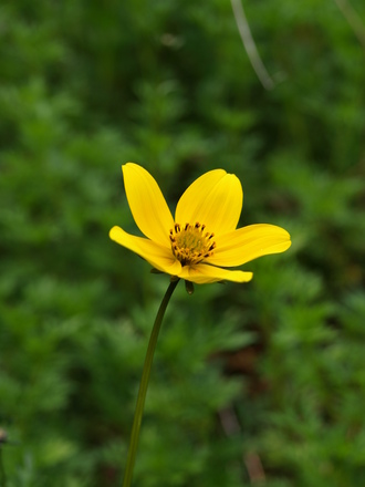 Blodyn, this is the front view of the flower that you said might be a buttercup.  Do you still think so?  Thanks :)