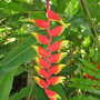 Heliconia rostrata