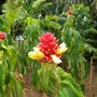 Costus_comosus
