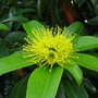 Xanthostamon_paradoxus