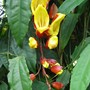 Thunbergia mysorensis