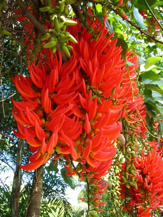 Mucuna bennettii (Munuca bennettii)