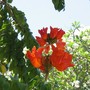 Spathodea_campanulata