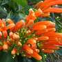 Pyrostegia_venusta