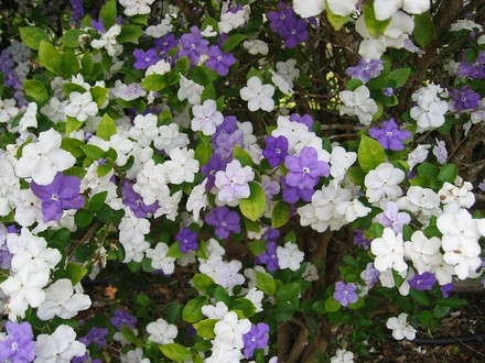  Brunfelsia latifolia