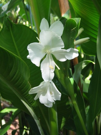 Hedychium coronarium (Hedychium coronarium)
