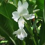 Hedychium_coronarium